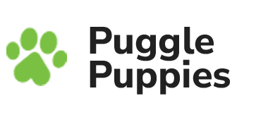 Private Puggle and Pug Breeder in New Jersey, New York & Pennsylvania