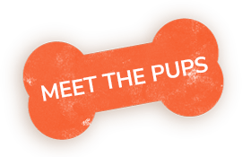 Meet the Pups