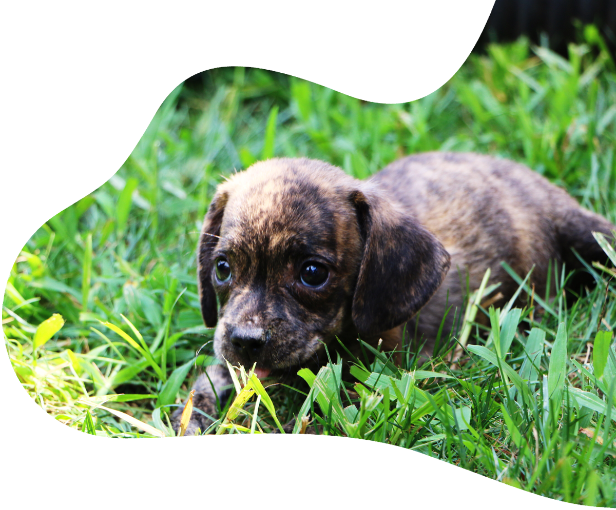https://puggle-puppies.com/wp-content/uploads/2021/12/puggle-puppies-breeder-new-jersey.png